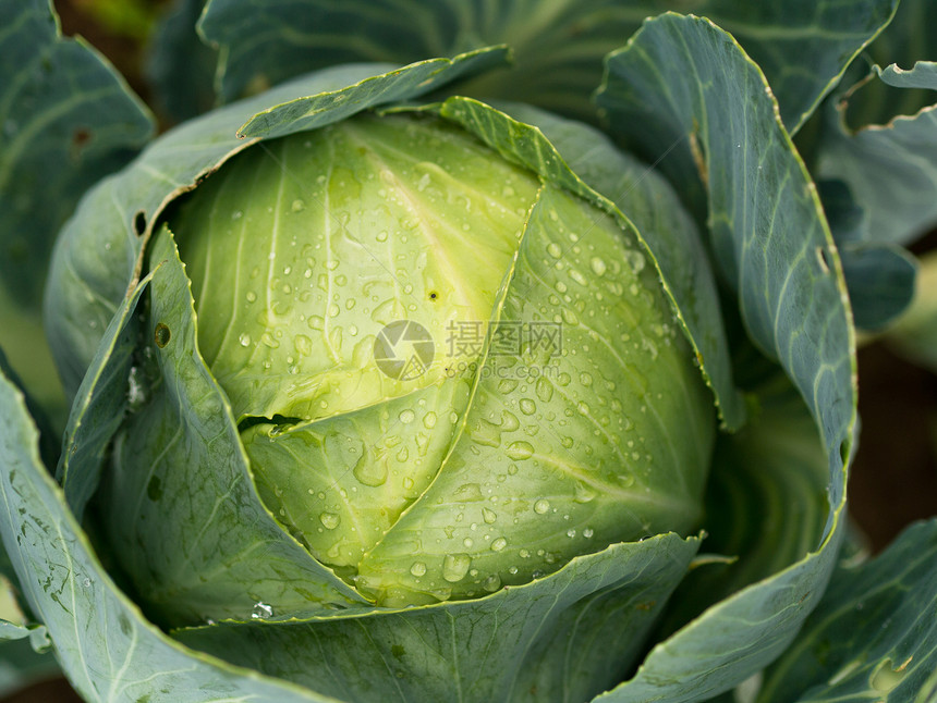 镇菜多叶健康饮食植物蔬菜农场场地素食对象菜园食物图片