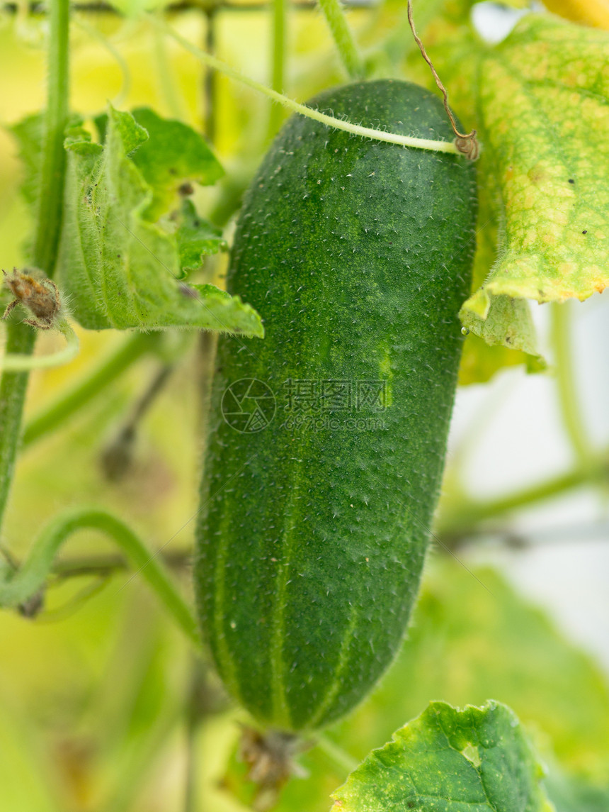 黄瓜健康饮食藤蔓生长植物农场场地蔬菜对象食物菜园图片