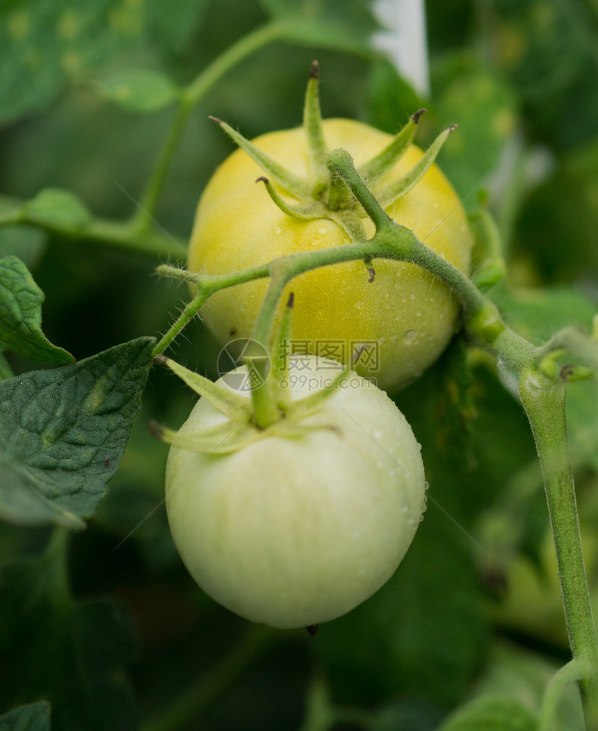 番茄植物对象食物温室场地蔬菜菜园绿色农场健康饮食图片