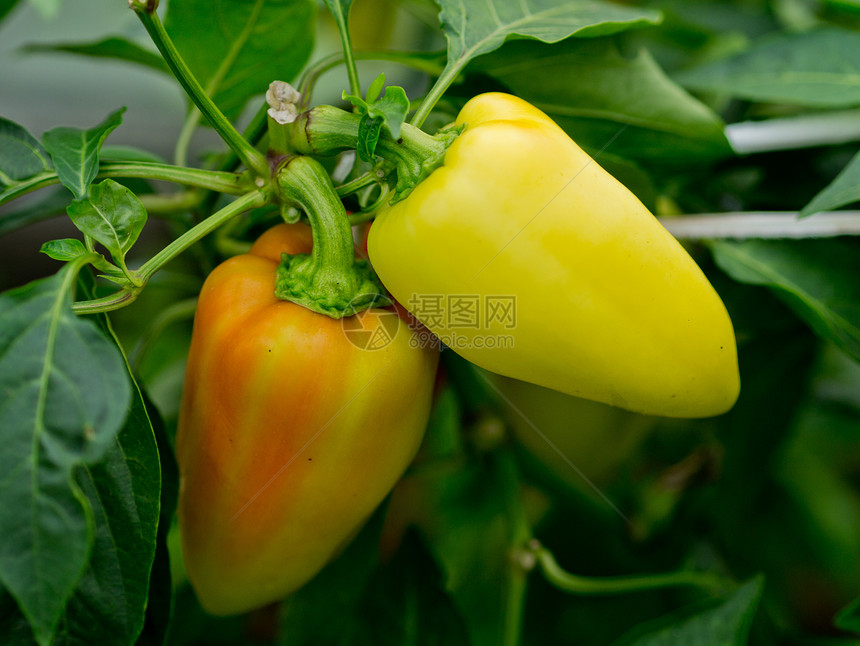 贝尔胡椒菜园植物场地生长绿色对象健康饮食农场温室食物图片