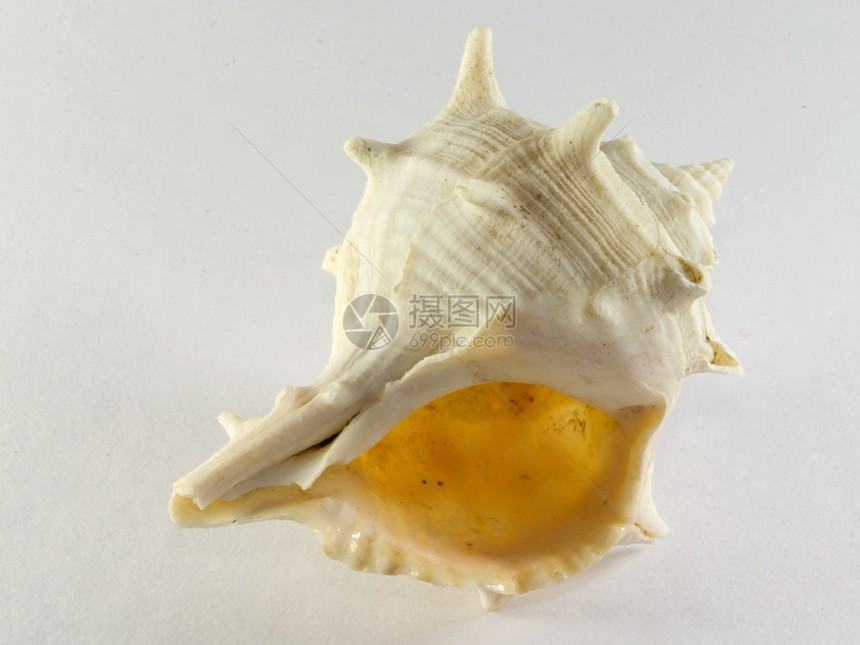 白海贝壳图片