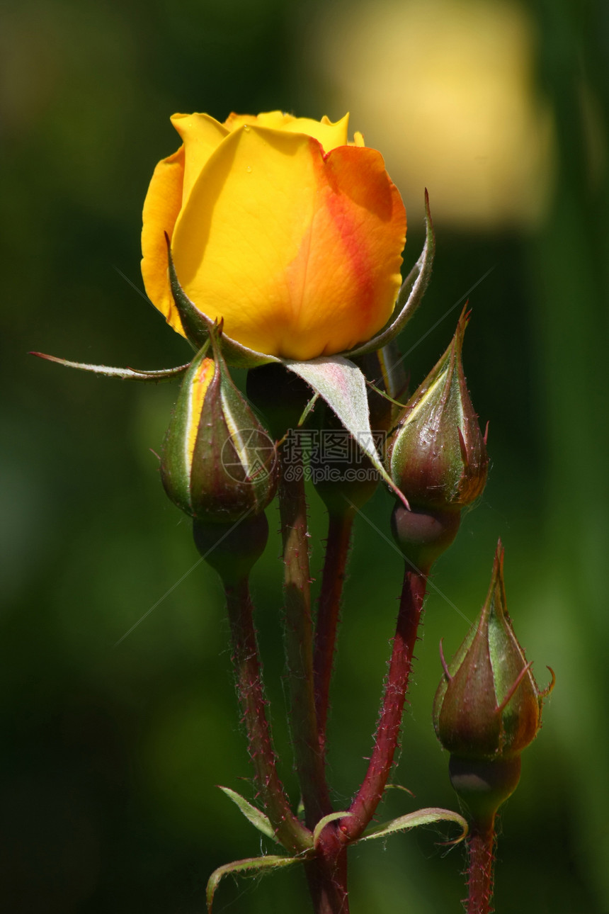 黄玫瑰玫瑰花园植物学农业蔷薇黄色图片