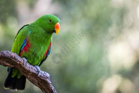 美丽的绿色男性Ecectus鹦鹉高清图片