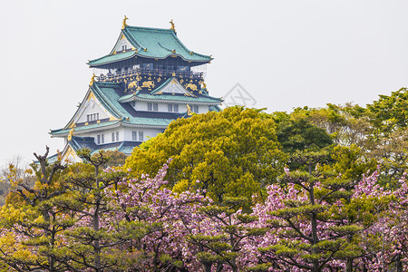 忍者之印日本大阪城堡樱花之花背景