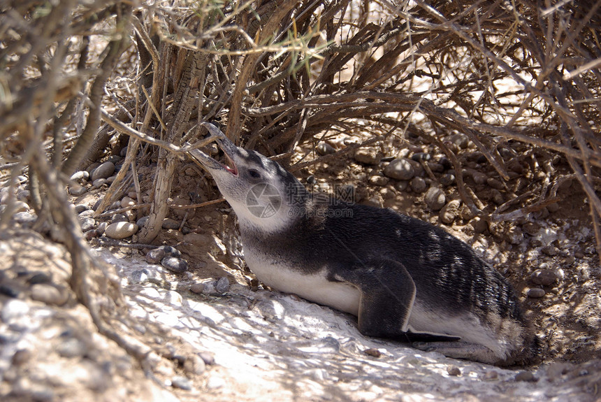 巴塔哥尼亚的磁力企鹅衬套灌木荒野殖民地动物半岛野生动物图片