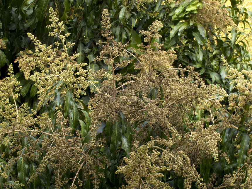 树上芒果花农业黄色花园热带营养绿色植物叶子食物种植园图片
