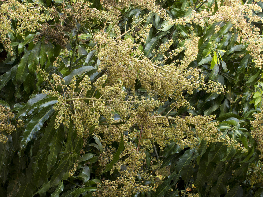 树上芒果花植物绿色种植园黄色健康农业食物植物群热带叶子图片