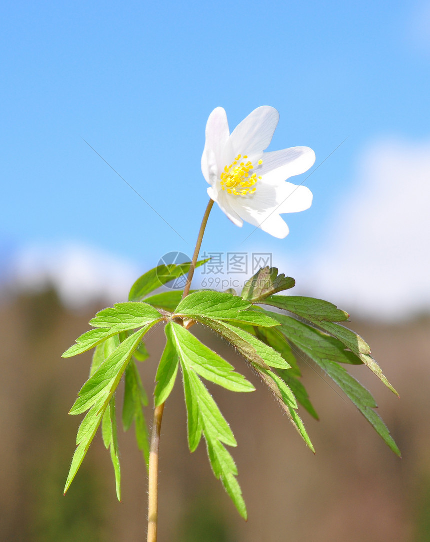 木白色白头翁银针植物天空叶子图片