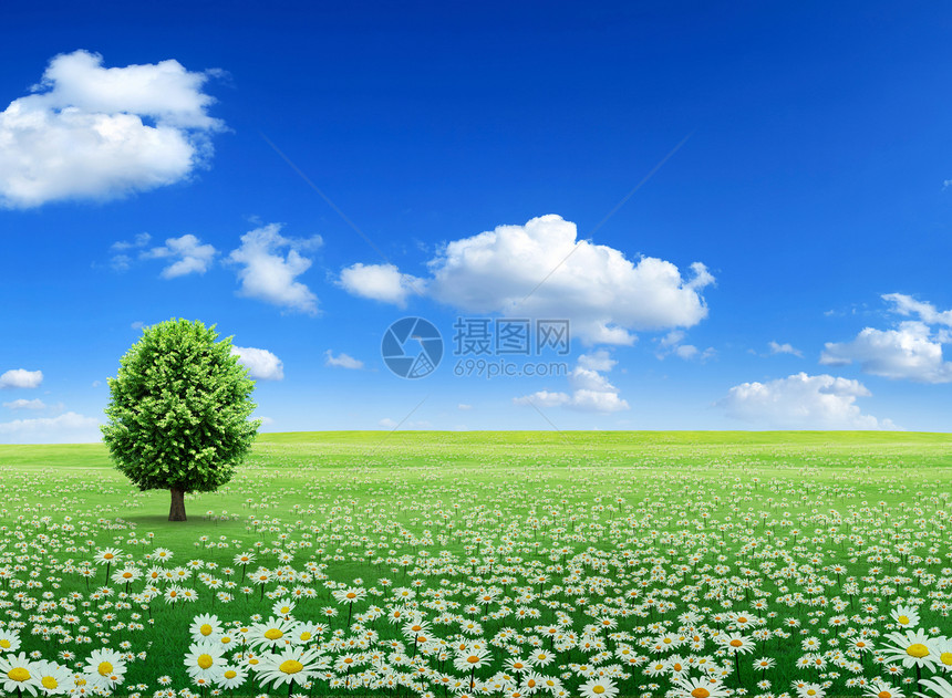 Daisy 字段云景洋甘菊蓝色牧场草地天空土地太阳农业场地图片