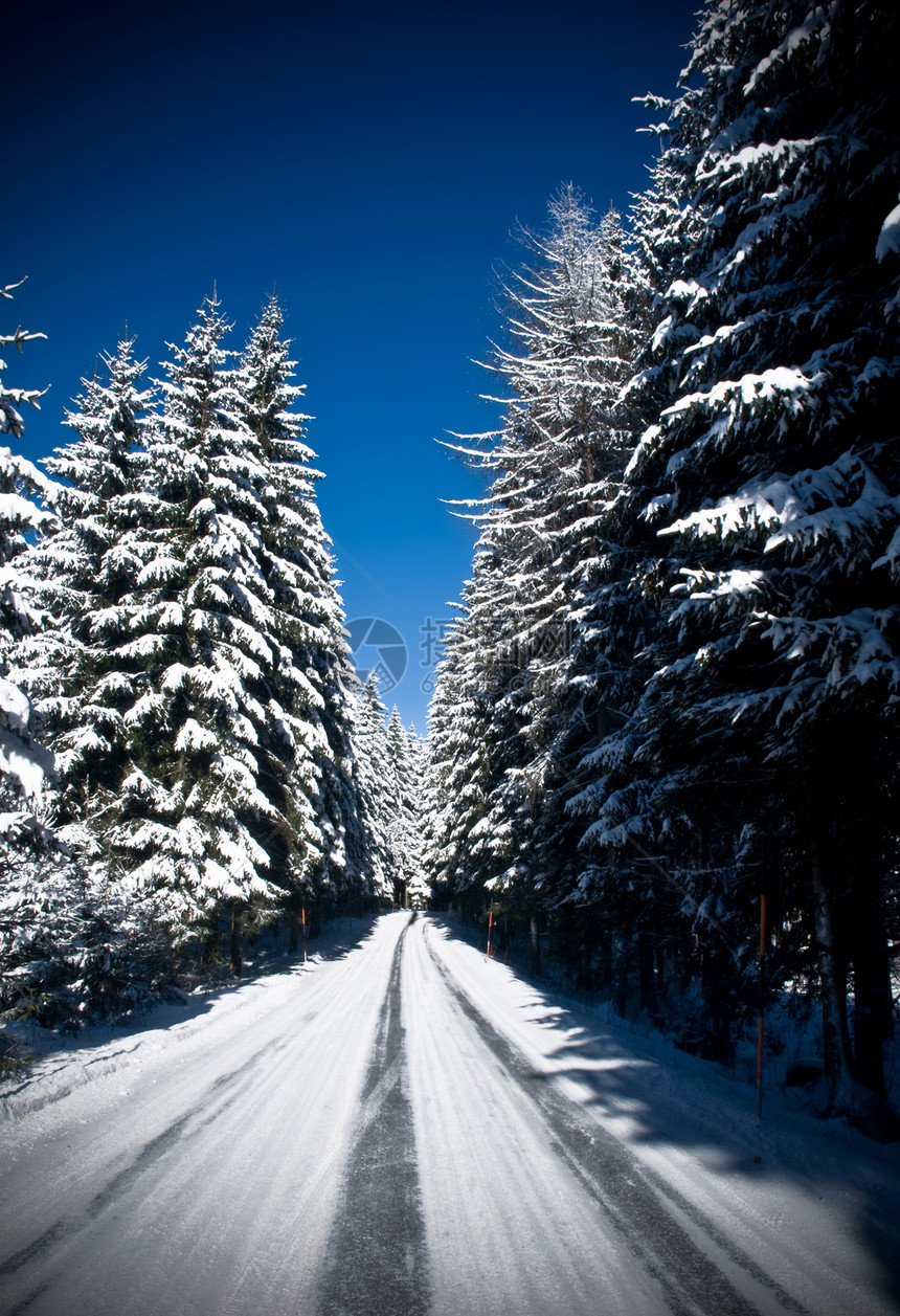 穿越冬季森林的道路图片