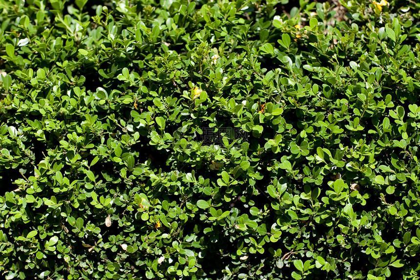 绿色背景环境植物群森林树木叶子植物学水平热带衬套活力图片