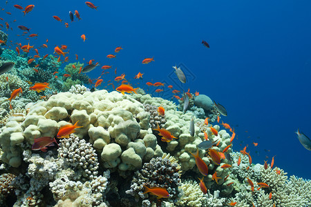 黄毛海中的鱼类和珊瑚阳光热带雌蕊浮潜假期团体情调旅游荒野蓝色背景