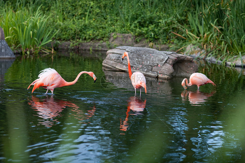 粉红火烈酒活力羽毛火烈鸟美丽荒野鸟类公园梳子动物园翅膀图片