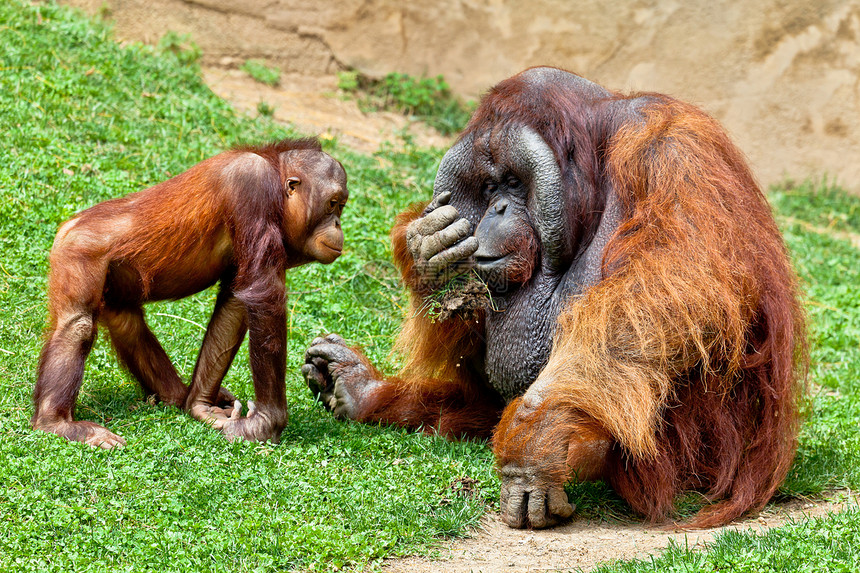 婆罗洲的奥兰古坦侏儒生物动物动物园丛林原始人灵长类猩猩猿猴荒野图片