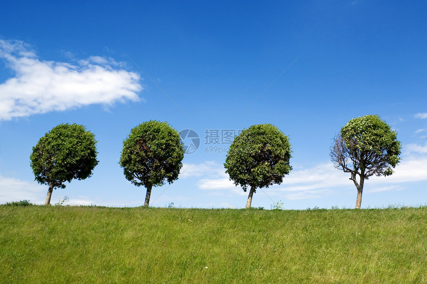 四棵树晴天场地孤独城市阳光蓝色天空公园土地树木图片