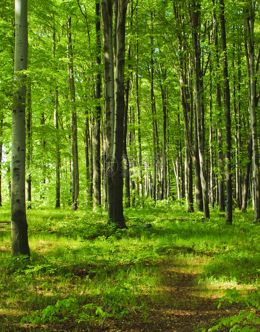绿林场景公园乡村远足植物山毛榉森林绿色叶子阳光图片