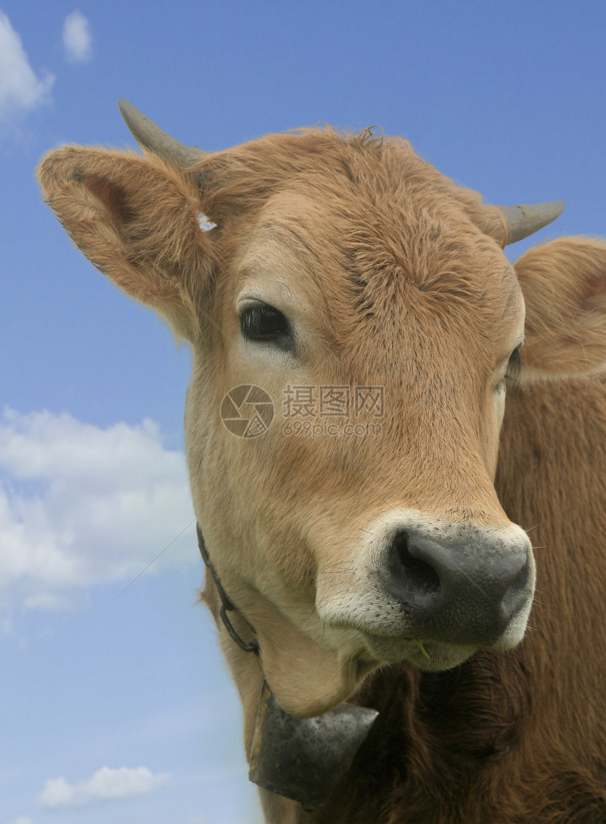 年轻奶牛乡村动物水平农业黑色耳朵牧场毛皮家畜白色图片