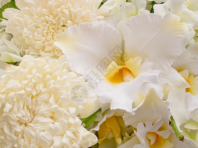 白色的花菊花黑色兰花背景图片