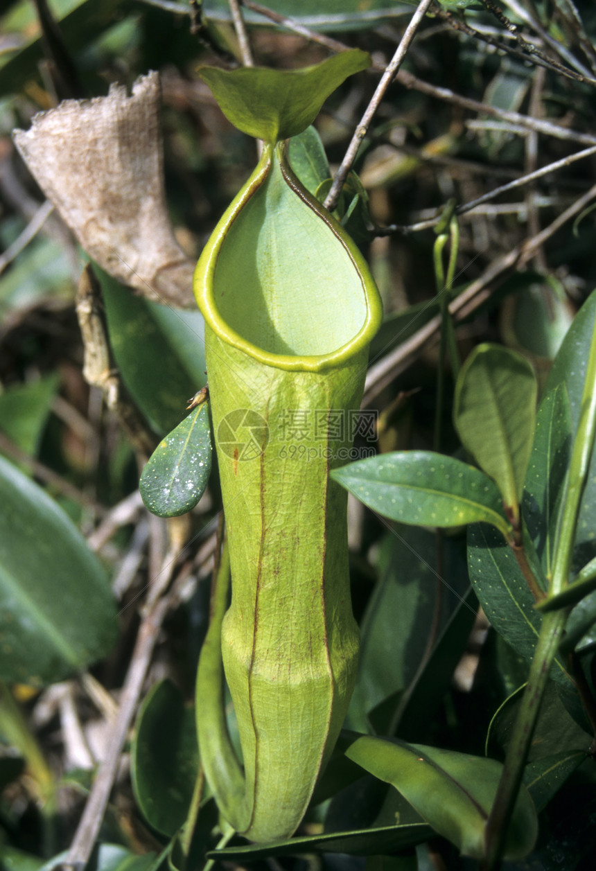 Pitcher厂尼彭兹藤本植物植物热带杯子食肉图片