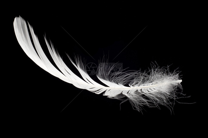 孤立的白天鹅羽毛水平天鹅黑色白色翅膀图片
