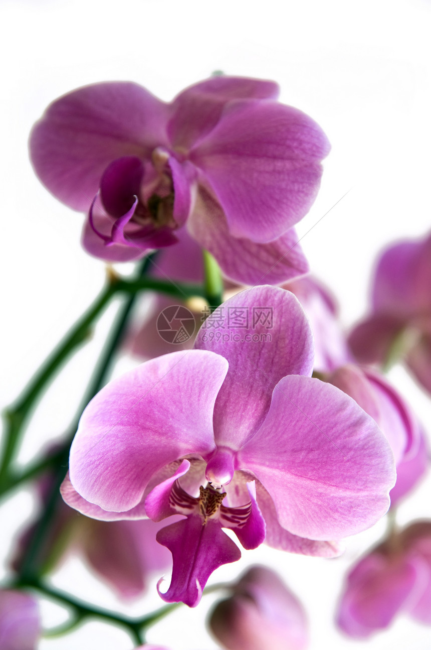 紫兰花白喉图片