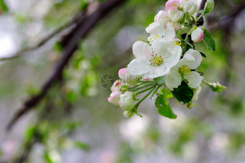 白色和粉红苹果花花太阳植物植物群晴天叶子生活公园花园季节生长图片