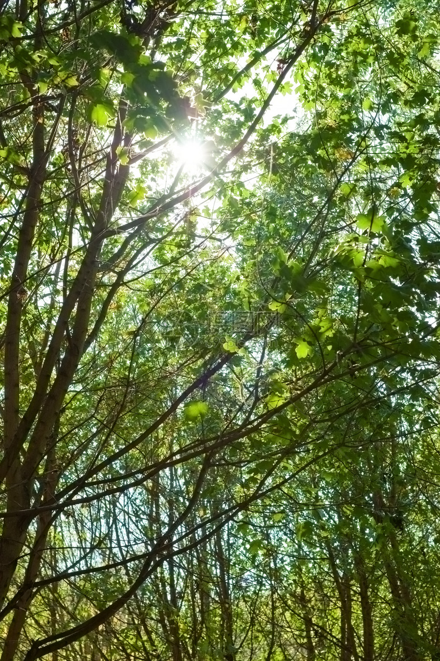 太阳和树木树叶森林阳光图片