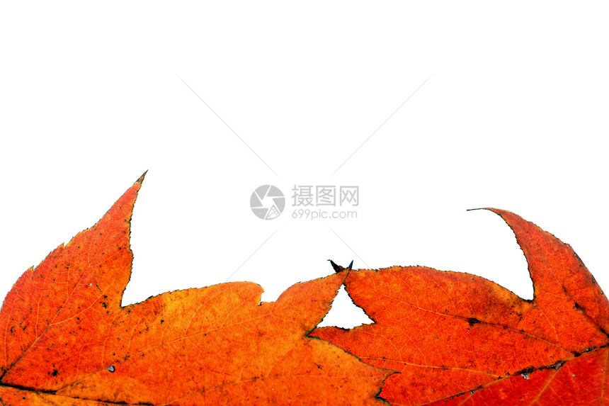 各种秋假植物群树叶季节森林环境植物叶子宏观橙子卡片图片
