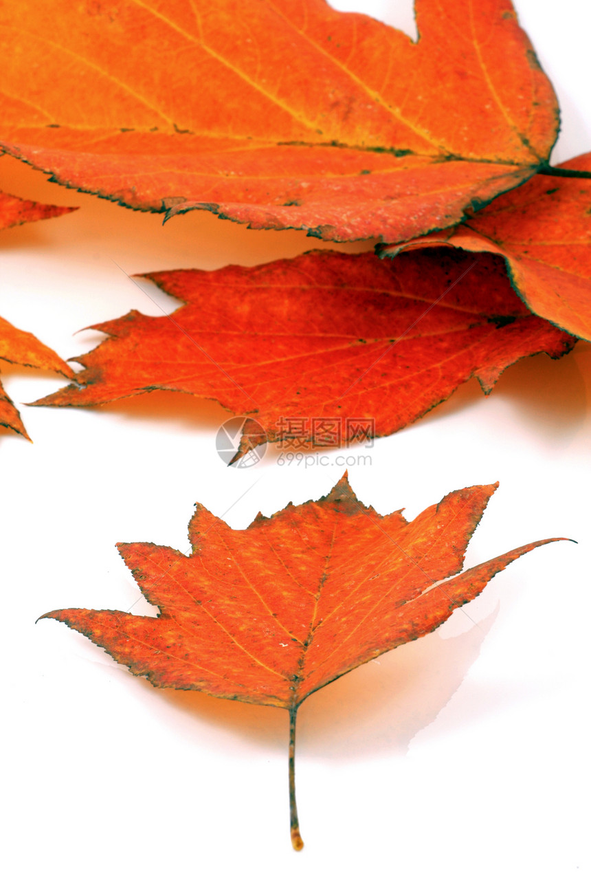 各种秋假环境框架边界植物学森林季节树叶卡片叶子植物群图片