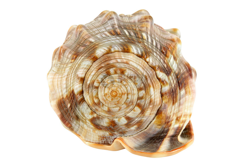 在白色上孤立的 shell螺旋动物图片