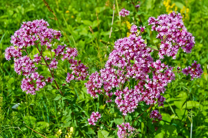 奥里根诺语Name叶子紫色香料花瓣荒野植物香脂草地晴天植物学图片