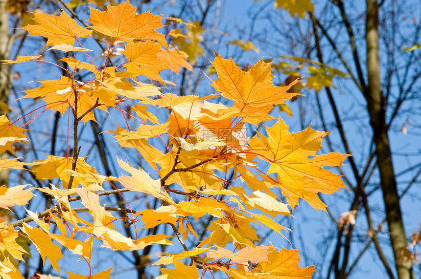 树叶黄色季节橙子天空木头团体红色活力叶子阳光图片