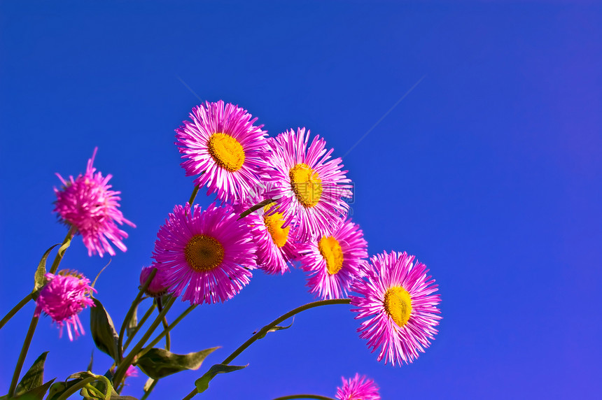 天空中粉红的花朵图片