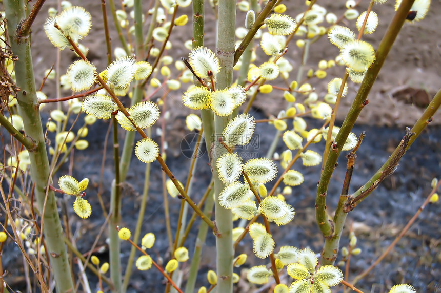 普西柳生长植物群叶子季节柳絮植物地面花粉植物学生活图片
