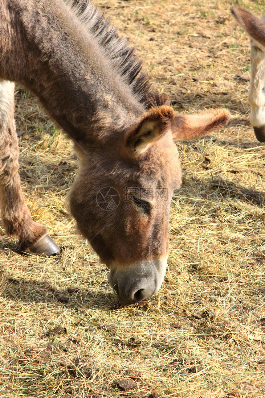 春天 在田地上 有一只宁静的驴农场牧场家畜农村哺乳动物场地眼睛农业乡村图片