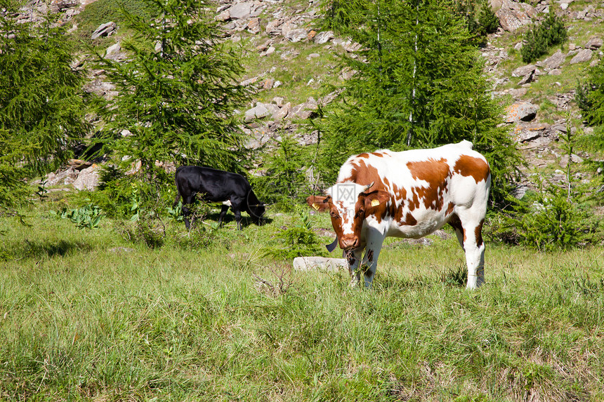 奶牛和意大利阿尔卑斯山爬坡远足晴天国家石头农业牛肉岩石高山旅游图片