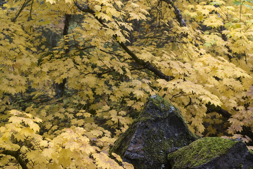 黄黄葡萄树和薄雾石图片