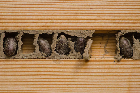 黄蜂巢生活昆虫宏观构造荒野蜜蜂危险木头天线幼虫背景图片