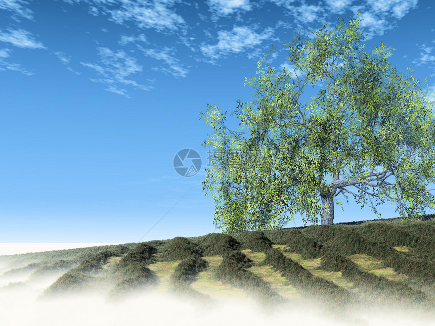 草原上的树环境土地乡村叶子国家场景农业晴天牧场生态图片
