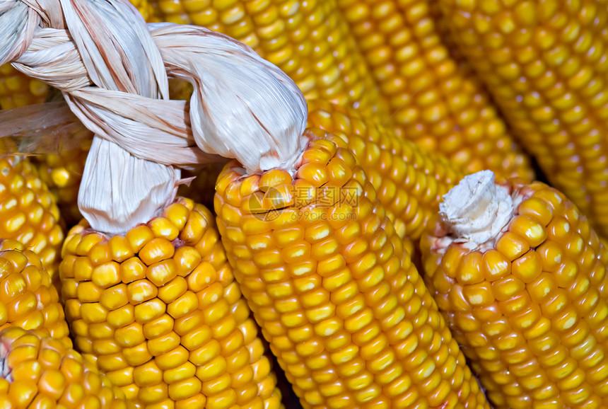 玉米角收成营养粮食农场食物蔬菜生产爆米花棒子耳朵图片