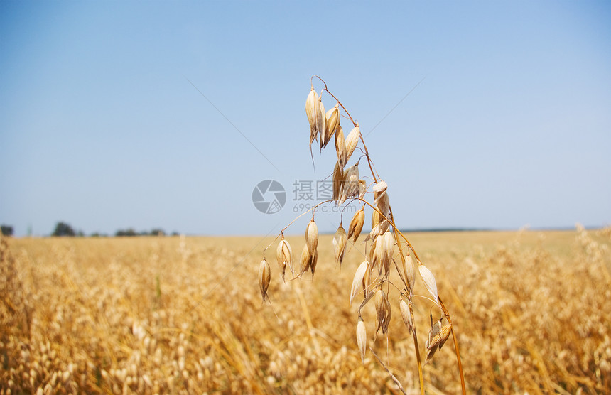 小麦田种子食物生长面包金子场地谷物粮食国家收成图片