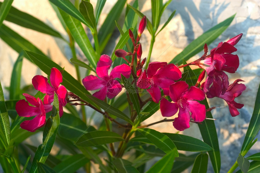 粉红海湾树植被灌木粉色花园中心植物覆土园艺图片