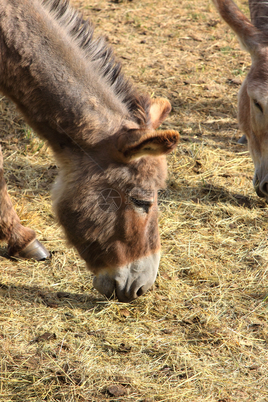 春天 在田地上 有一只宁静的驴牧场哺乳动物乡村农村农业场地农场家畜眼睛图片