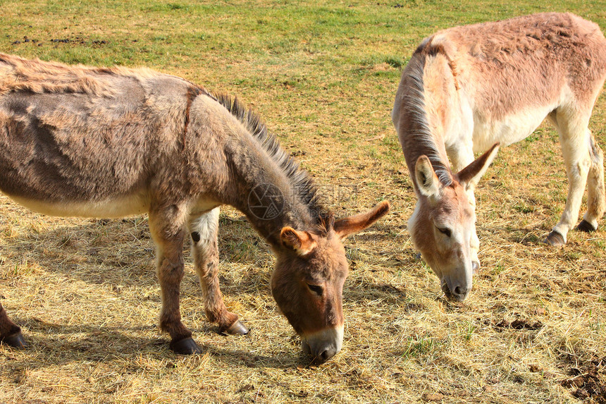春天 在田地上 有一只宁静的驴家畜农业哺乳动物乡村农村牧场场地农场眼睛图片
