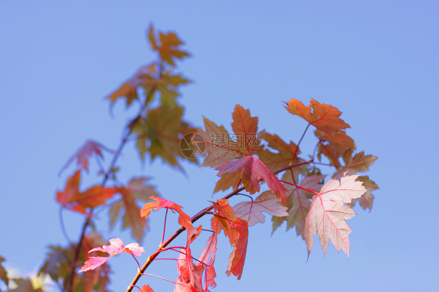 秋天用红叶和橙叶黄色分支机构树木活力红色季节植物金子森林阳光图片