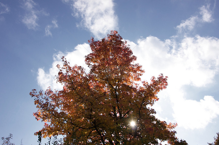 秋天用红叶和橙叶季节性分支机构公园黄色金子活力森林棕色树木阳光图片