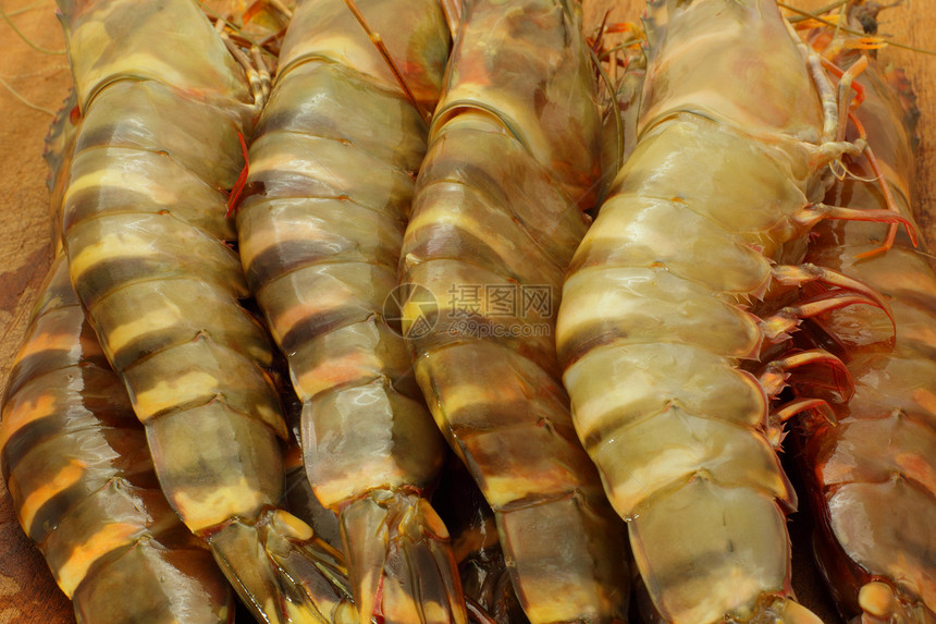 大老虎新鲜虾 王龙虾 大虾甲壳老虎食物白色黑色海鲜贝类动物团体蓝色图片