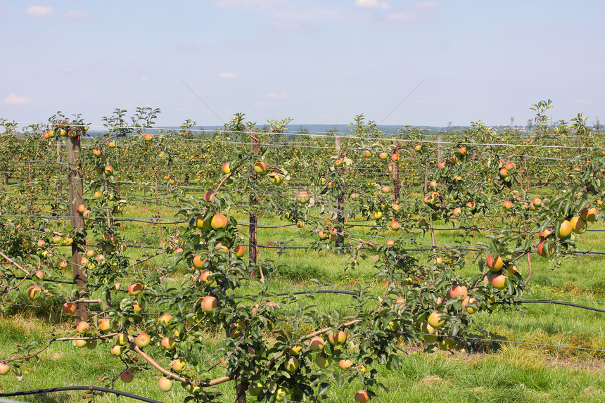 夏季的苹果果园 上面覆满多彩苹果花园天空水果季节收成食物饮食生长树叶植物图片