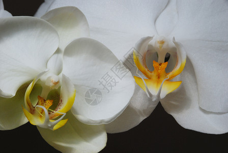 白兰花花瓣白色植物热带背景图片