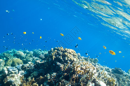 黄毛海中的鱼类和珊瑚美丽旅游热带菜花生长勘探雌蕊蓝色旅行阳光背景